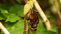 Adult Common morpho butterfly (Morpho peleides) emerging from chrysalis, Costa Rica. Sequence 2/4.