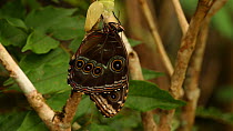 Adult Common morpho butterfly (Morpho peleides) emerging from chrysalis, Costa Rica. Sequence 4/4.