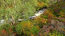 Stream running through wooded ravine on moorland, Abernethy NNR, Cairngorms National Park, Scotland, UK, August 2012.
