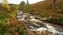 Stream running through a wooded ravine, Abernethy NNR, Cairngorms National Park, Scotland, UK, August 2012.