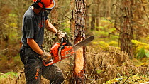 Woodland manager using a chainsaw to ring bark a pine tree in order to create standing dead wood habitat for wildlife, Abernethy Forest RSPB Reserve, Cairngorms National Park, Scotland, UK, September...