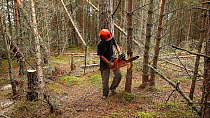 Woodland manager using a chainsaw to ring bark a pine tree in order to create standing dead wood habitat for wildlife, Abernethy Forest RSPB Reserve, Cairngorms National Park, Scotland, UK, September...