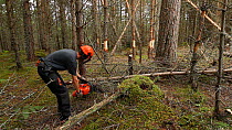 Woodland manager felling a pine tree to create fallen dead wood habitat for wildlife, Abernethy Forest RSPB Reserve, Cairngorms National Park, Scotland, UK, September.