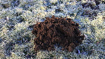 Timelapse of European mole (Talpa europaea) hill appearing on lawn, with Robin (Erithacus rubecula), Inverness-shire, Scotland, UK, March.