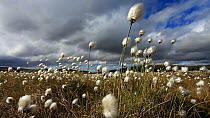 Harestail cotton grass (Eriophorum vaginatum) blowing in wind on moorland, Cairngorms National Park, Scotland, UK, May.
