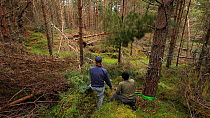 RSPB volunteers using ropes to pull down pine tree as part of woodland management plan to improve habitat for wildlife, Abernethy Forest RSPB Reserve, Cairngorms National Park, Scotland, UK, September...