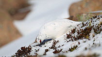Male Rock ptarmigan (Lagopus mutus) in winter plumage feeding on heather shoots in snow, Cairngorms National Park, Scotland, February.