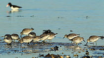 Small flock of Knot (Calidris canutus) feeding along the edge of Ythan Estuary, Aberdeenshire, Scotland, UK, February.