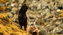Two sub-adult Wild Domestic goats (Capra hircus) play fighting on hillside, Cairngorms National Park, Scotland, UK, February.