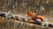 Red squirrel (Sciurus vulgaris) foraging on pine log in falling snow, Cairngorms National Park, Scotland, UK, March.