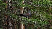 Male Capercaillie (Tetrao urogallus) in pine tree feeding on needles, Cairngorms National Park, Scotland, UK, February.