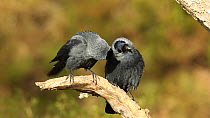 Pair of Jackdaws (Corvus monedula) preening on branch near nest hole, Inverness-shire, Scotland, UK, April.