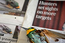 Bee-eater (Merops apiaster) shot in wing by hunter, dead after being euphanised by vet, placed on newspaper which shows article about hunting, BirdLife Malta Springwatch Camp 2013, Malta, April 2013