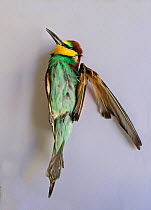 Bee-eater (Merops apiaster) shot in wing by hunter, dead after being euphanised by vet, BirdLife Malta Springwatch Camp 2013, Malta, April 2013