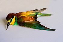 Bee-eater (Merops apiaster) shot in wing by hunter, dead after being euphanised by vet, BirdLife Malta Springwatch Camp, April 2013