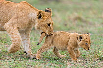 Lion (Panthera leo), older cub playing with a young one and biting its tail, Masai-Mara game reserve, Kenya