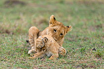 Lion (Panthera leo), older cub playing with a young one, Masai-Mara game reserve, Kenya