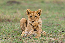 Lion (Panthera leo), and old and a young cub resting together, Masai-Mara game reserve, Kenya