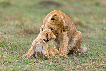 Lion (Panthera leo), older cub playing with a young one, Masai-Mara game reserve, Kenya.