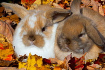 Holland Lop rabbits in autumn leaves, USA