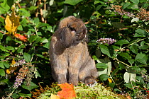 Holland Lop rabbit sitting in garden,  USA