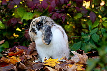 Holland Lop Rabbit juvenile in garden,  USA