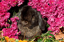 Lop Rabbit in Chrysanthemum flowers, USA