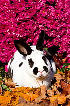 Mini Rex Rabbit in Chrysanthemum flowers;