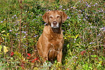 Chesapeake Bay Retriever in tangle of wild grasses, asters and poison ivy near saltmarsh; Waterford, Connecticut, USA