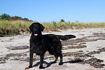 Flat-Coated Retriever at the beach; Waterford, Connecticut, USA