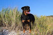 Rottweiler in dune grass at beach; Waterford, Connecticut, USA