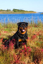 Rottweiler in glasswort and salt grass in salt marsh; Waterford, Connecticut, USA. (Non-ex)