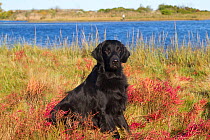 Flat-Coated Retriever in glasswort and salt grass in salt marsh; Waterford, Connecticut, USA. (Non-ex)