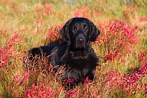 Flat-Coated Retriever in glasswort and salt grass in salt marsh, Waterford, Connecticut, USA. (Non-ex)