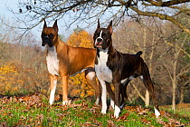 Two Boxers, ears cropped, in late autumn, St. Charles, Illinois, USA