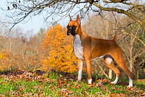Boxer with cropped ears, in late autumn, St. Charles, Illinois, USA