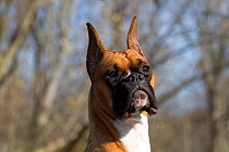 Boxer head portrait , cropped ears, USA