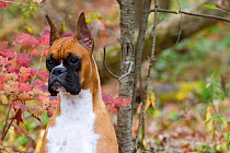Boxer in late autumn, ears cropped, Illinois, USA