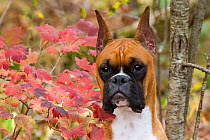 Boxer in late autumn. St. Charles, Illinois, USA