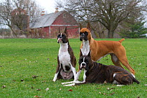 Boxers on lawn, in late autumn; St. Charles, Illinois, USA