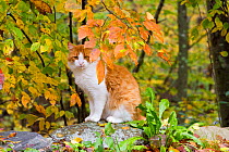 Ginger cat amongst autumn foliage; Connecticut, USA
