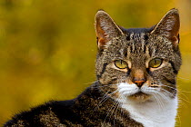 Head portrait of tabby cat; Ledyard,  USA. (Non-ex)