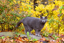 Gray cat in autumn foliage;  Connecticut, USA
