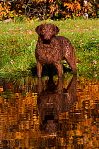 Chesapeake Bay Retriever in pond in autumn, with wet fur, Harrisville, Rhode Island, USA
