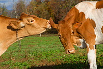 Guernsey cows mutual grooming in autumn pasture, East Granby, Connecticut, USA. (Non-ex)