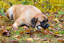 English Mastiff lying down in autumn woodland; Ledyard, Connecticut, USA.
