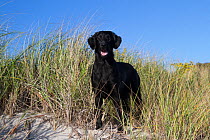 Flat-Coated Retriever in sand dune grass at beach; Waterford, Connecticut, USA.