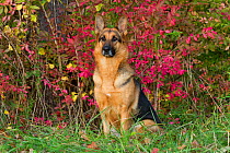German Shepherd Dog sitting in autumn woodland, Pomfret, Connecticut, USA. Non-exclusive