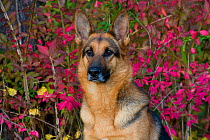 German Shepherd Dog sitting, Connecticut, USA. (Non-ex)