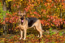 German Shepherd Dog standing in autumn woodland; Connecticut, USA